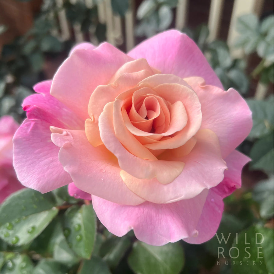BBM Centenary rose
