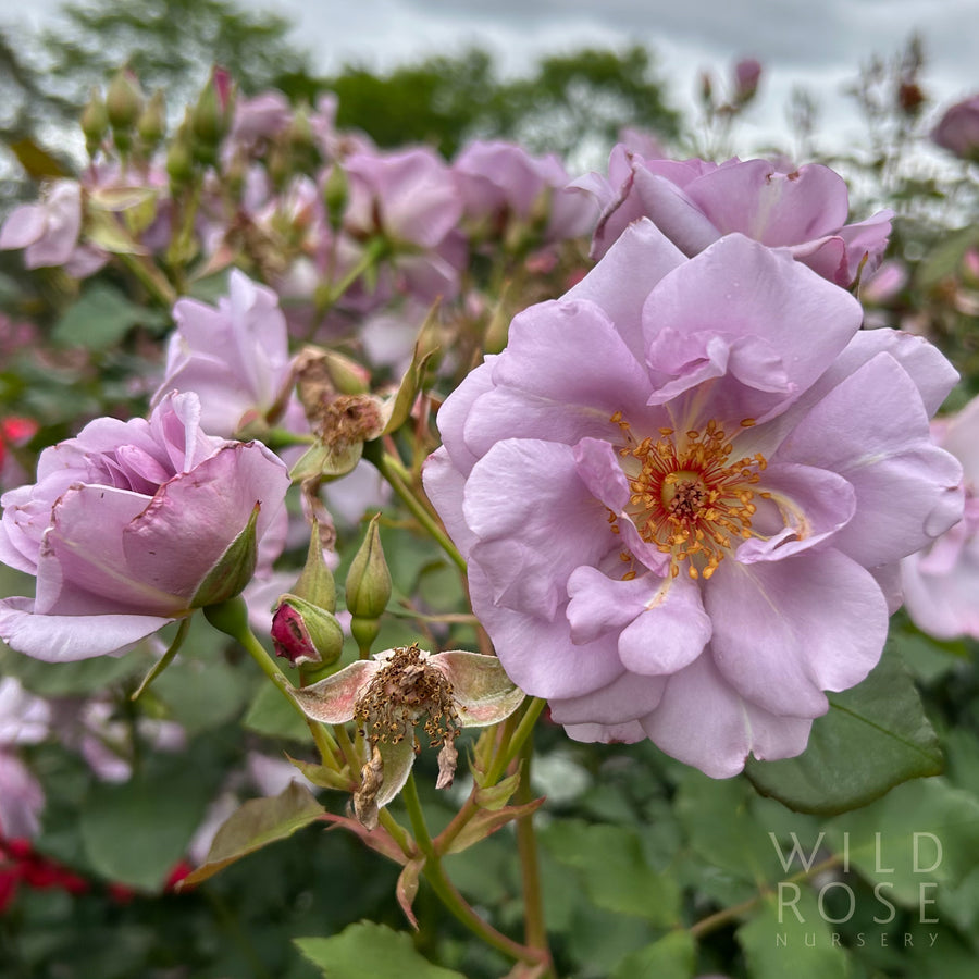 Beyond Blue rose
