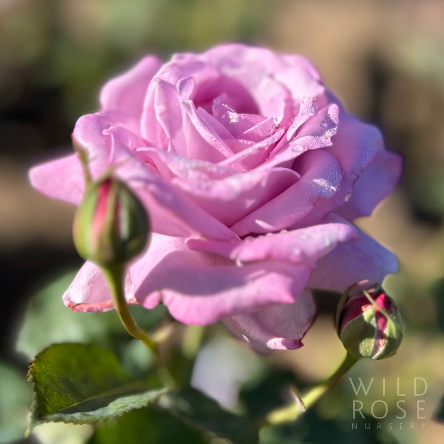 Blue Moon rose, lilac hybrid tea