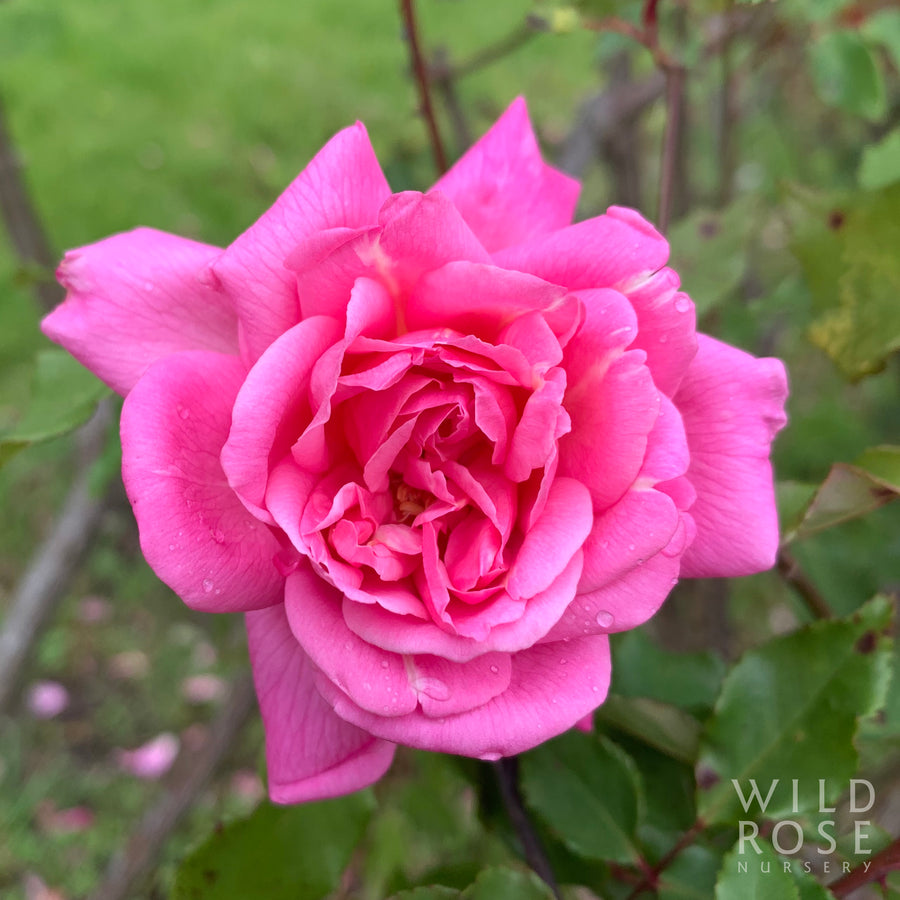 Bon Silene tea rose