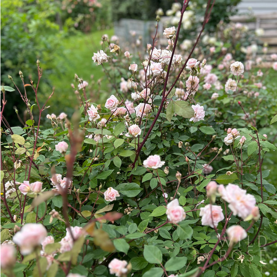 Cecile Brunner rose, small pink blooms