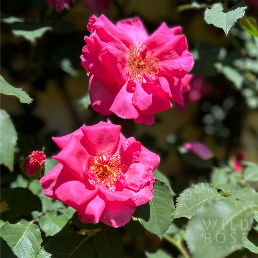 Cicely O'Rorke rose