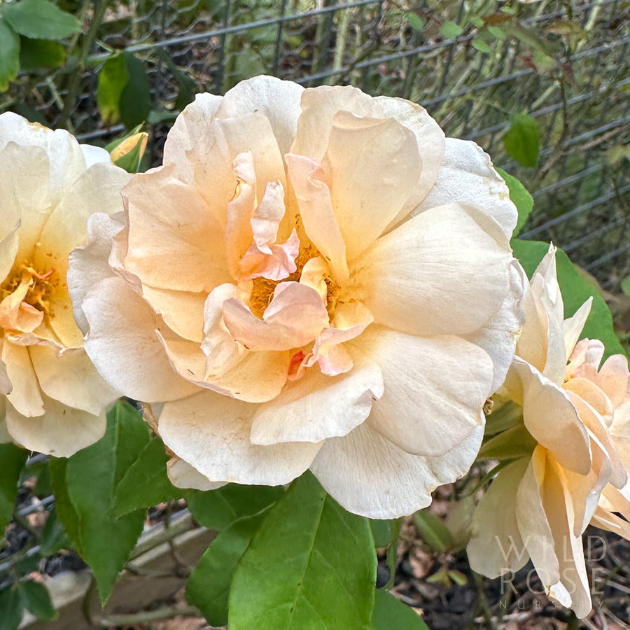 Crepuscule rose, apricot noisette