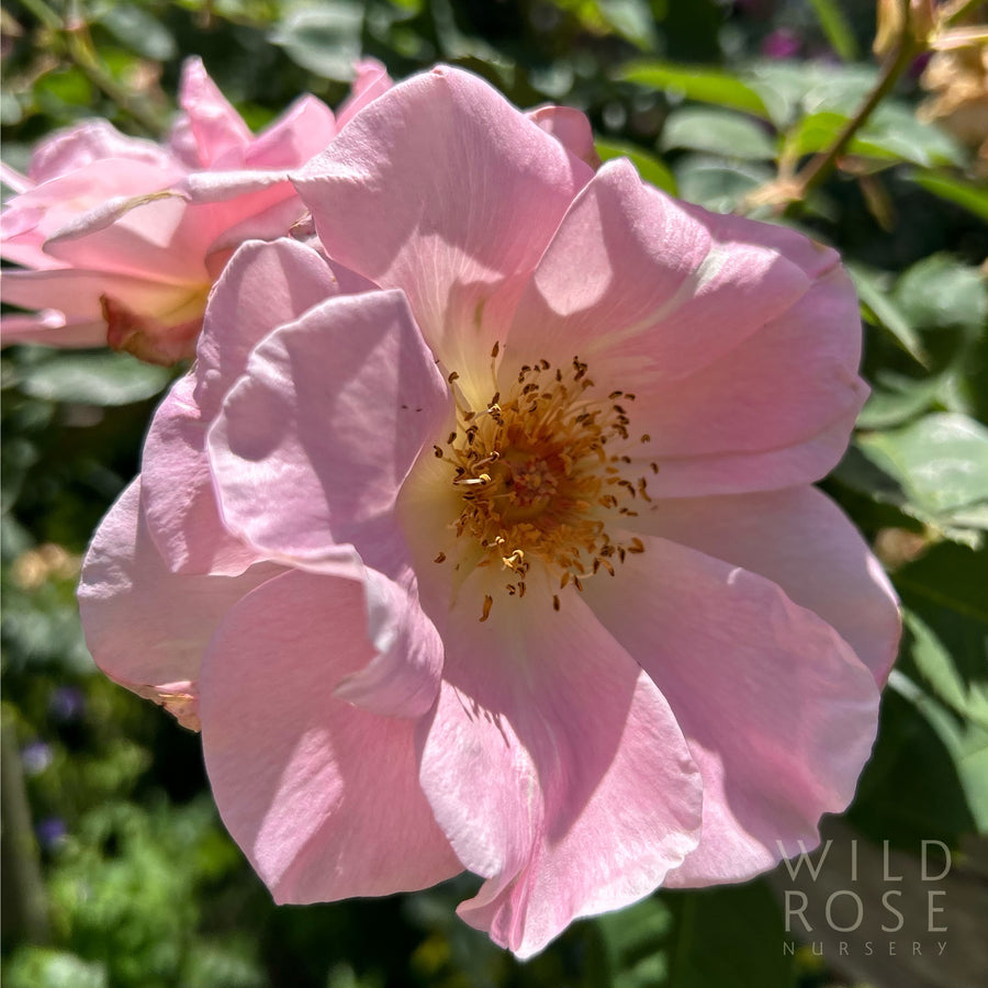 Daydream rose, soft pink single bloom