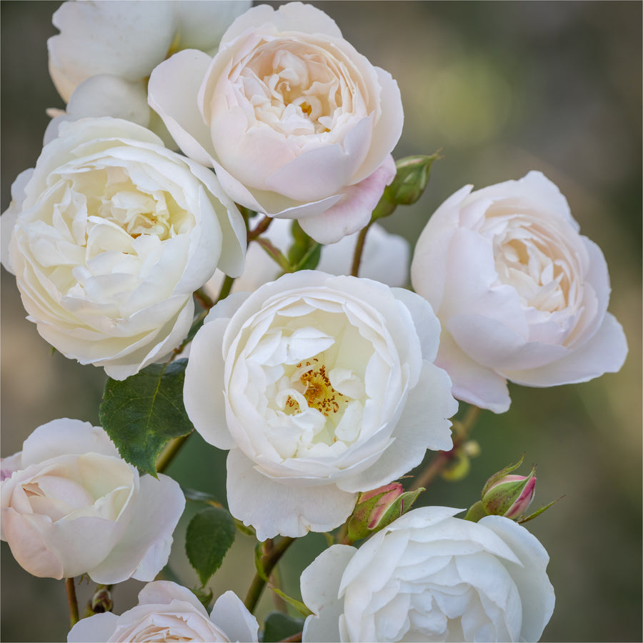 Desdemona rose, white chalice blooms