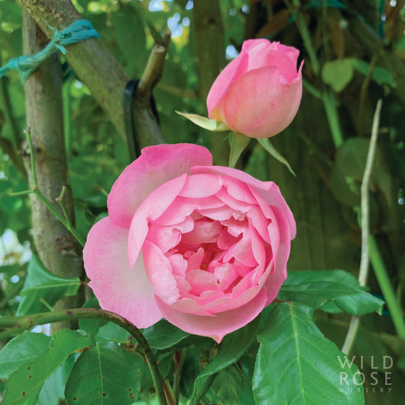 Duchesse de Brabant tea rose