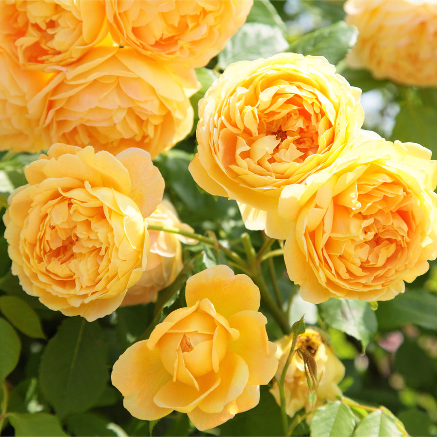 Golden Celebration rose, rich yellow blooms