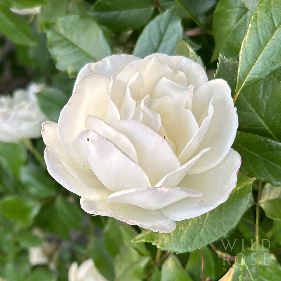 Iceberg rose, white floribunda