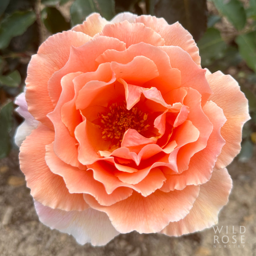 Just Joey rose, coppery apricot