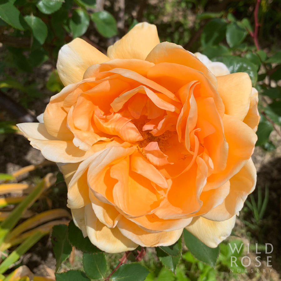 Lady Huntingfield rose
