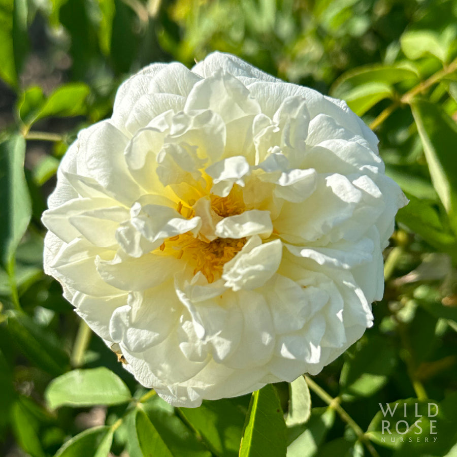 Lamarque rose, white noisette