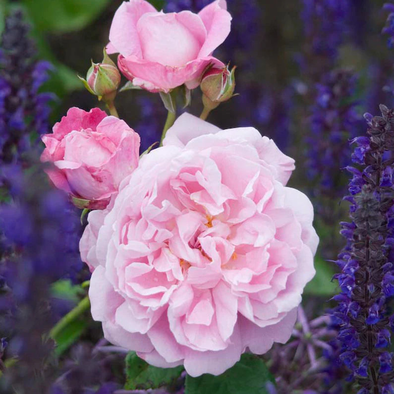 Mary Rose, mid pink English rose