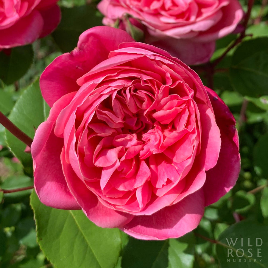 Monsieur Tillier tea rose