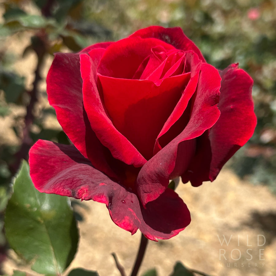 Mr Lincoln rose, deep red hybrid tea