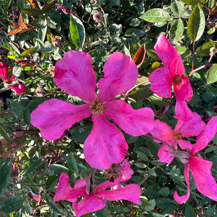 Mutabilis china rose, changing single blooms