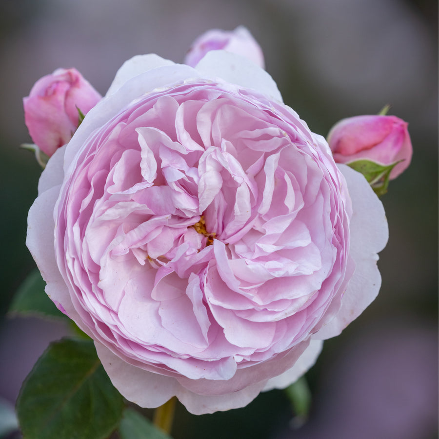Olivia Rose Austin rose, soft pink
