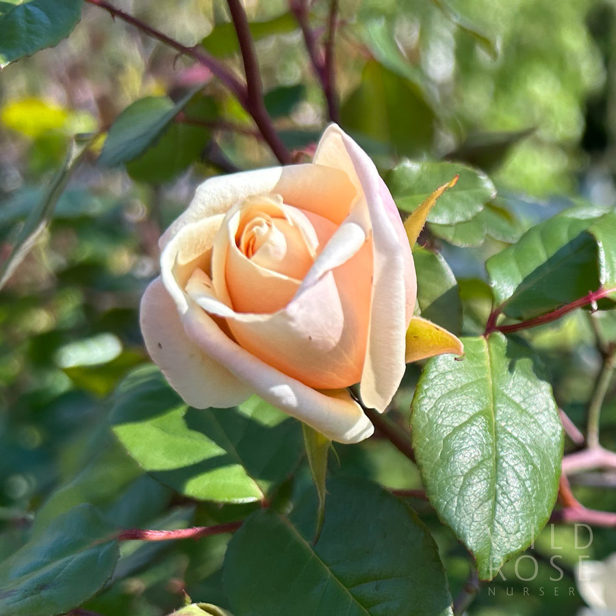 Safrano tea rose
