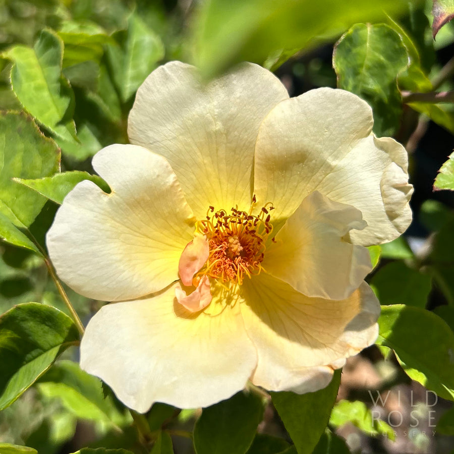 Squatter's Dream rose