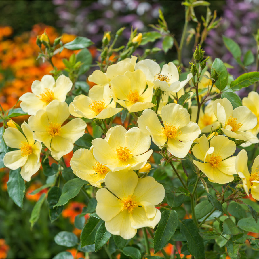 Tottering By Gently rose, single yellow blooms