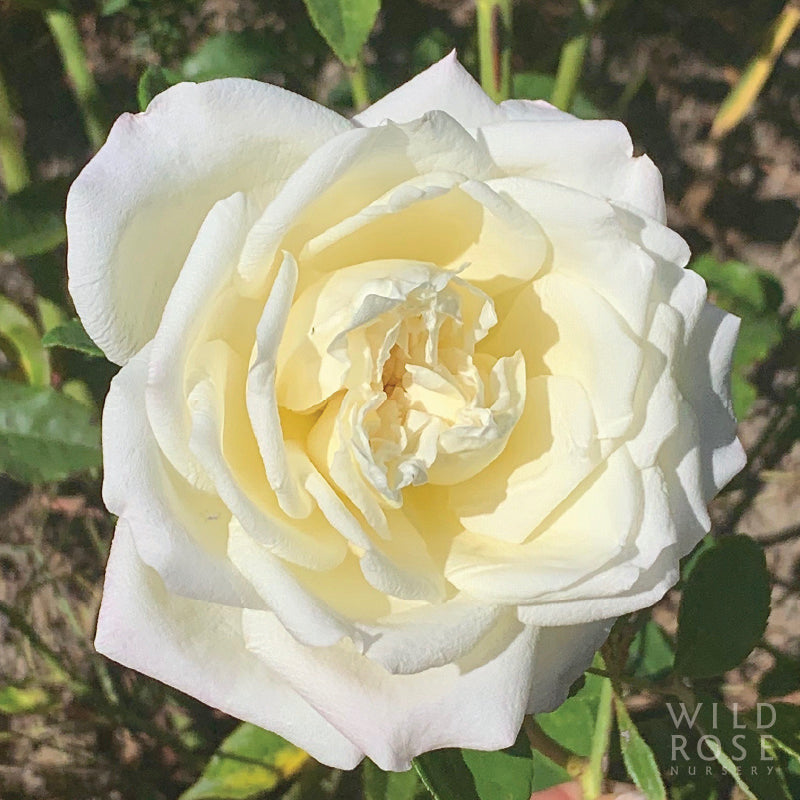 White Maman Cochet tea rose